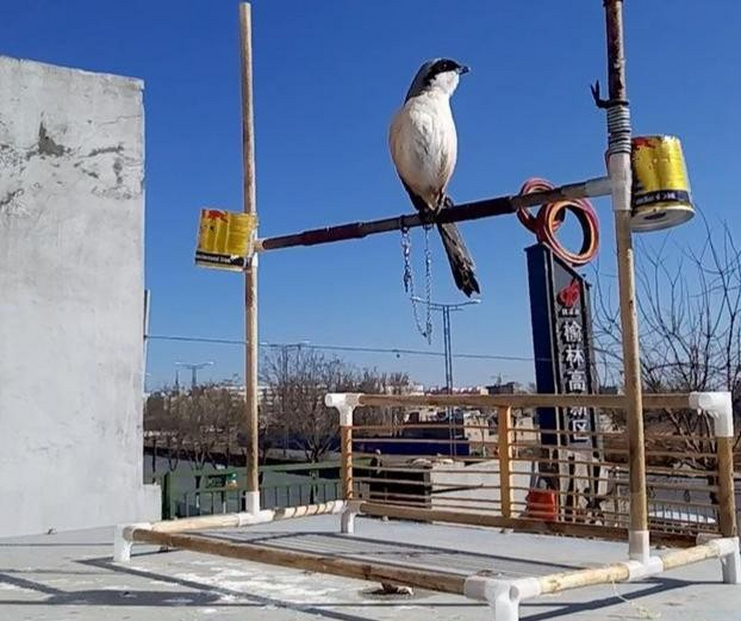 mcn风帆计划#新鸟要架养 伯劳鸟野性大,若笼养不但鸟羽损坏缺少观赏