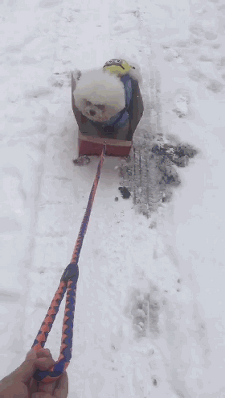 搞笑gif动图:搞笑第二张带狗子出去滑雪,狗子这表情丫的是欠你几百万