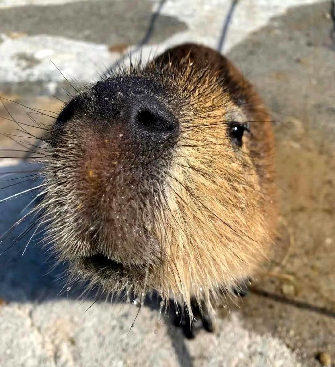 推荐养水豚作为新型宠物.