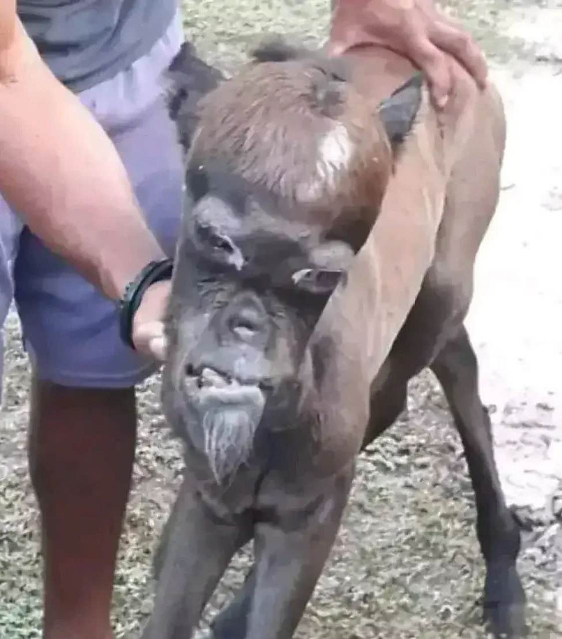 家里的羊都长成这鬼样子了,恐怕很难卖了吧?[嘘]