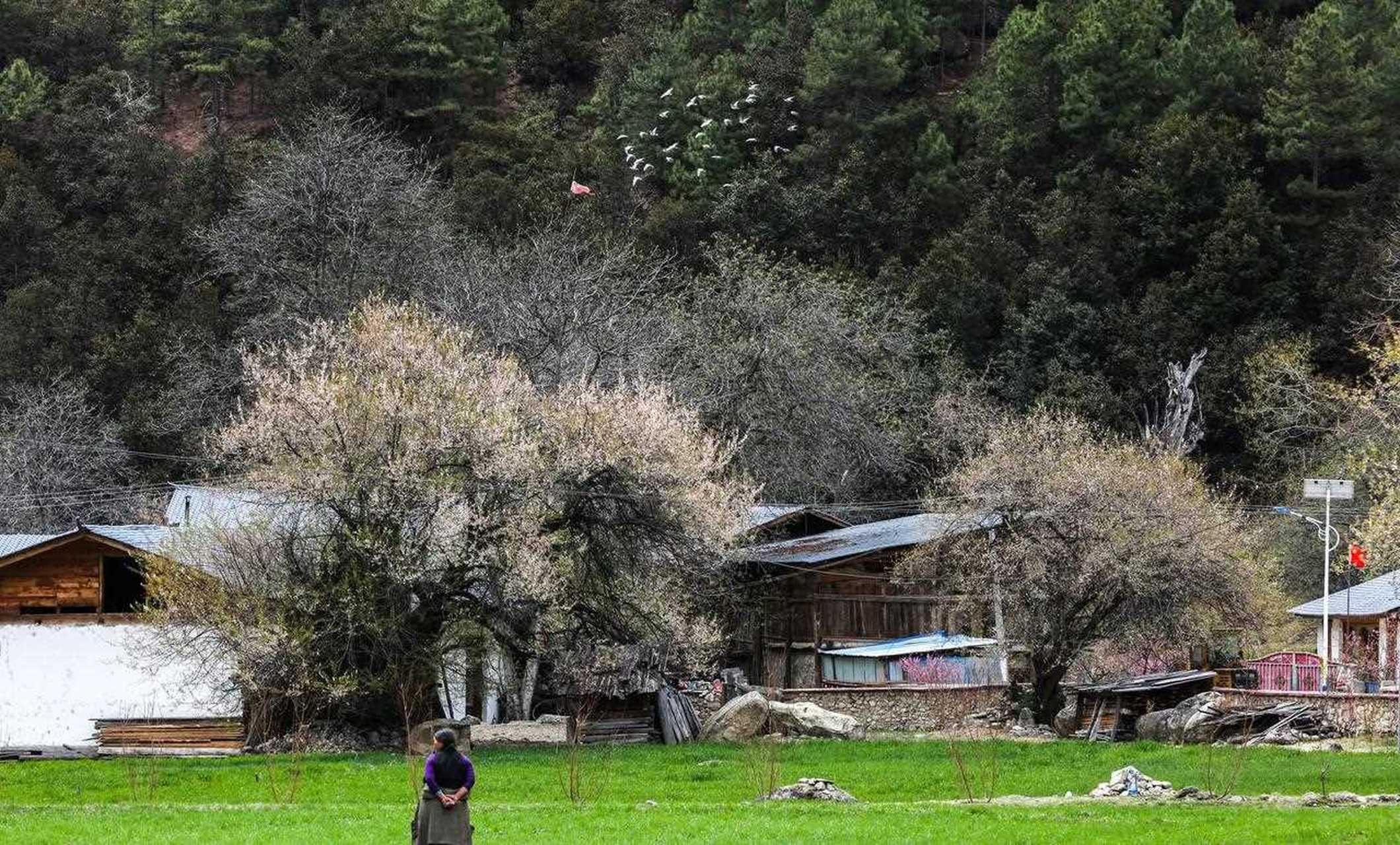 西藏察隅,羅馬村,一個很洋氣的名字,其實是電影的西藏村落,當然,這裡