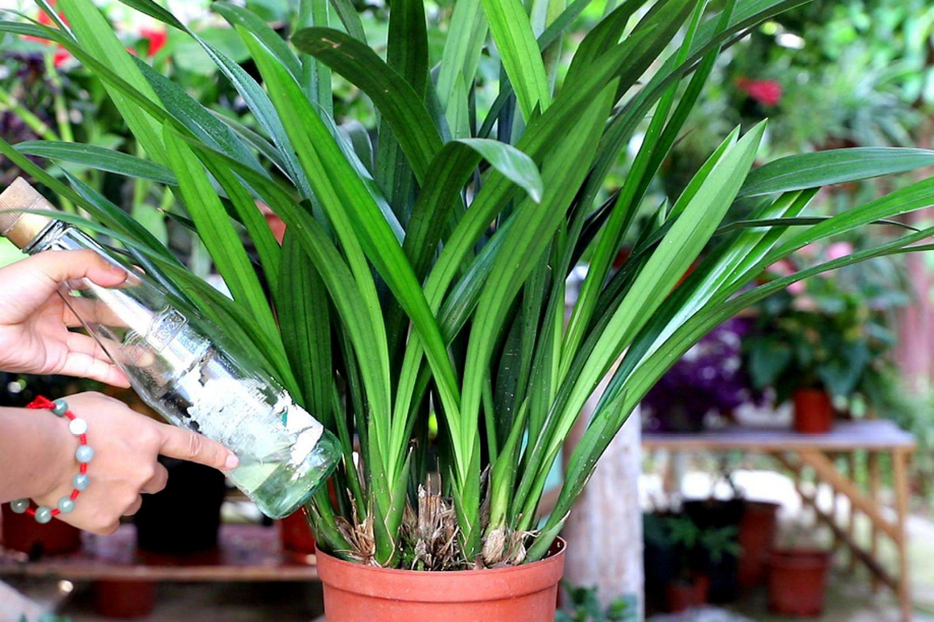 巧用3个"催花"技巧,兰花的花量,以后再也不用愁了!