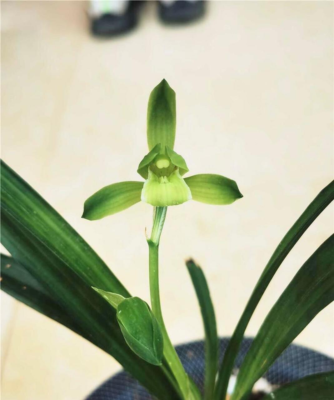 绿兰独苗开叶中花,花朵素净,花瓣不卷 开得非常精神的绿兰,鸿途兰艺的