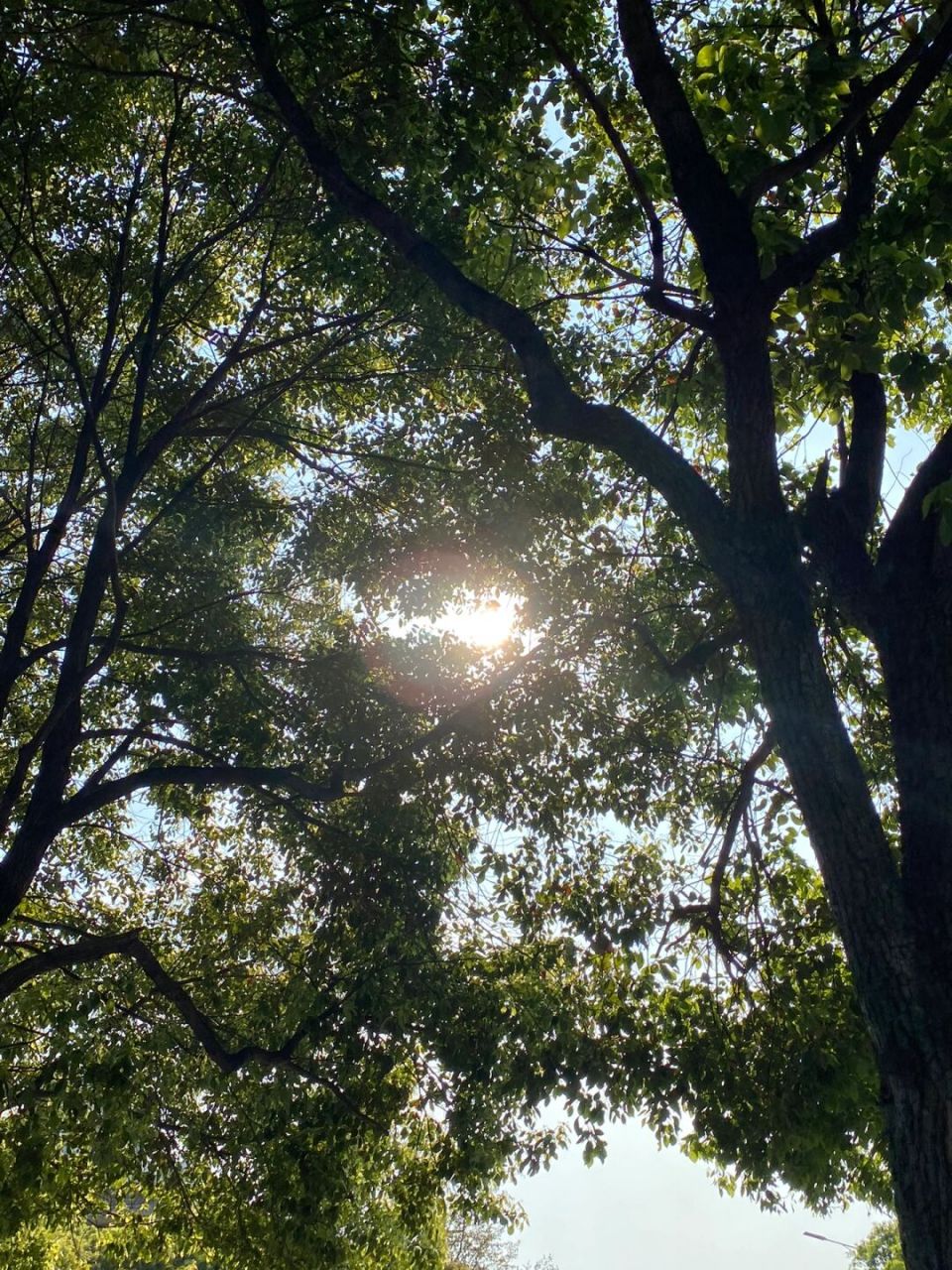 光影斑驳间 感受太阳的温暖  当你漫步在林荫小道上,阳光透过树叶洒下