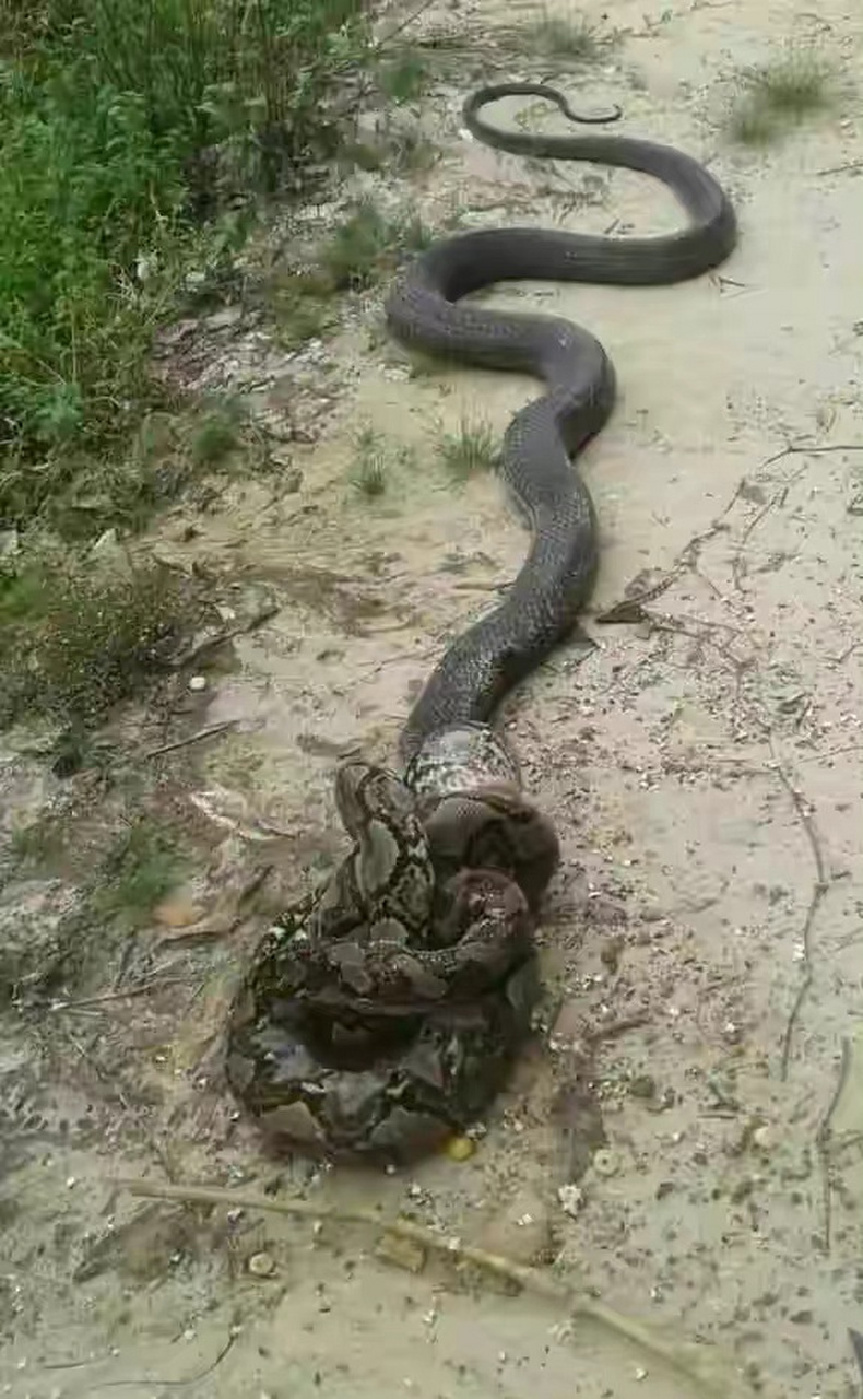 眼镜王蛇vs网纹蟒图片
