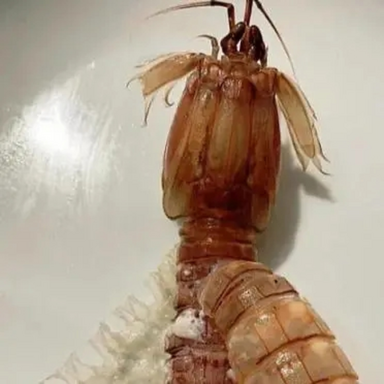 解刨一只皮皮虾只需两分钟