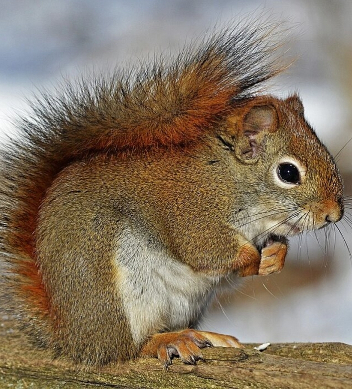 松鼠合集素材  松鼠是一种哺乳动物,属于啮齿目松鼠科松鼠属.