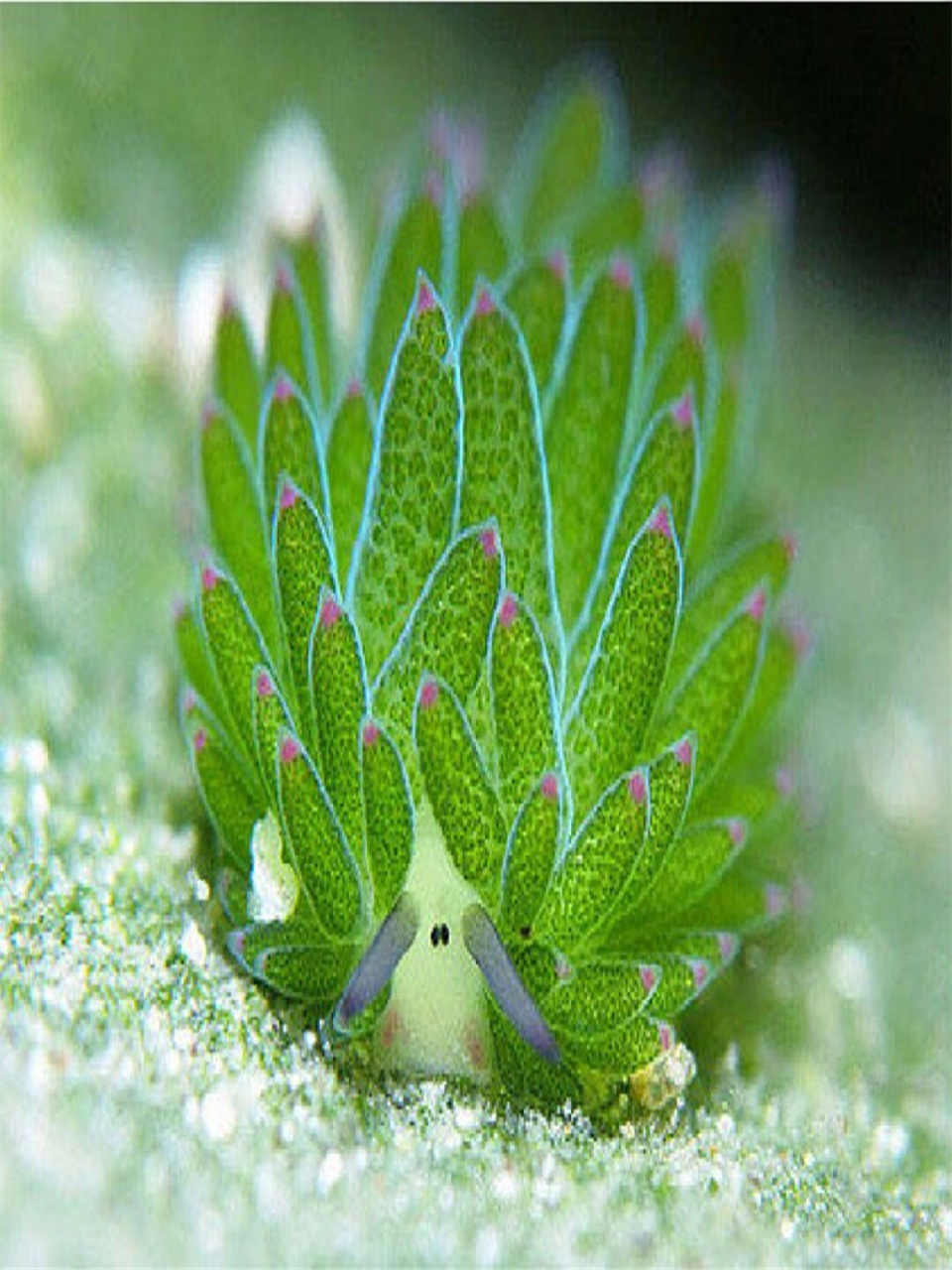 叶羊(costasiella kuroshimae)是一种可爱的小绵羊形象的海蛞蝓