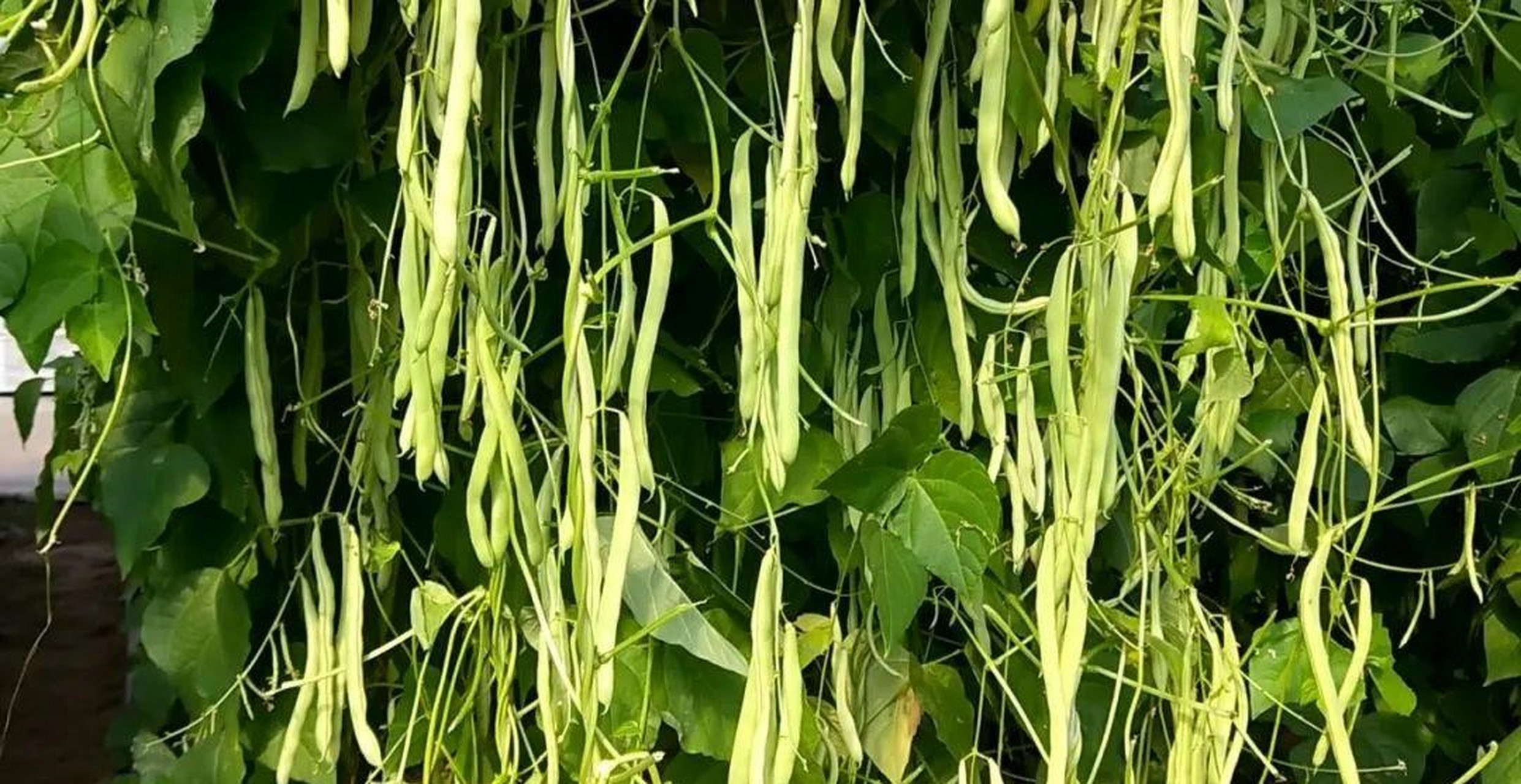 笔记创作营#南方黄瓜豆角来一波.