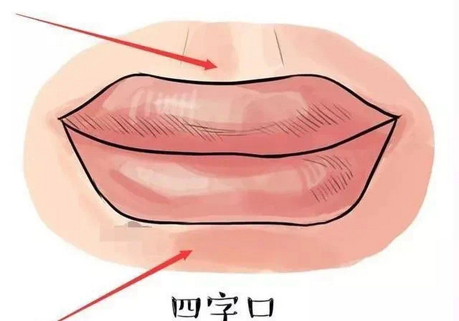 四字口:  拥有四字口的人,不管男女,都会普遍的长寿,因此是个稳稳当当
