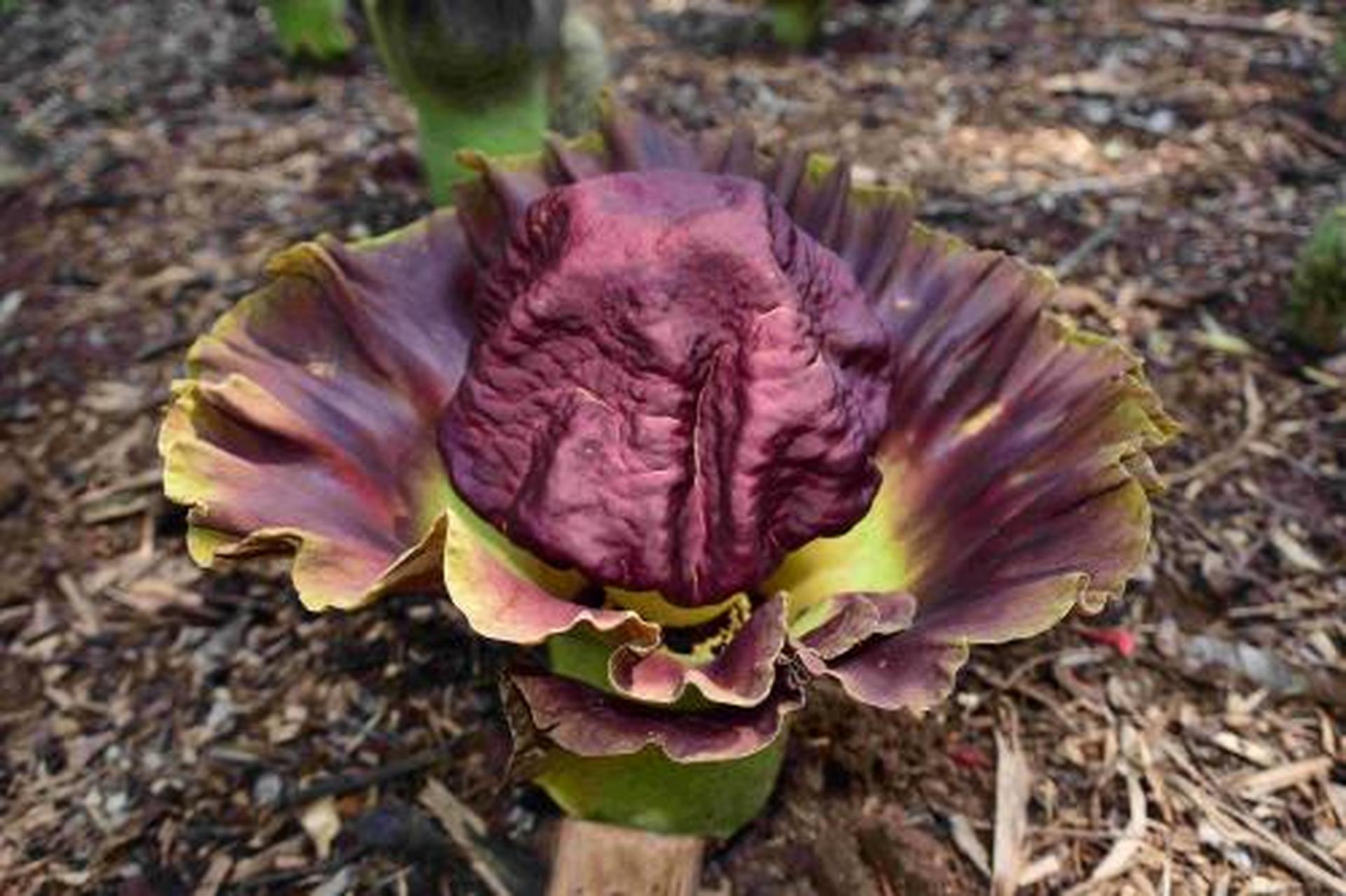 世界上最恐怖的花:尸花,开花时会散发尸臭的味道.