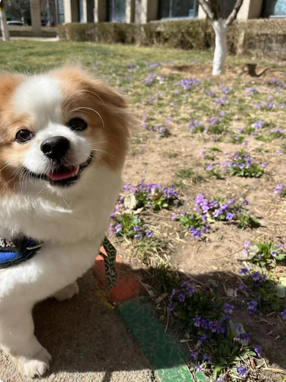 狗:跟你说过这里有花,没骗你吧?