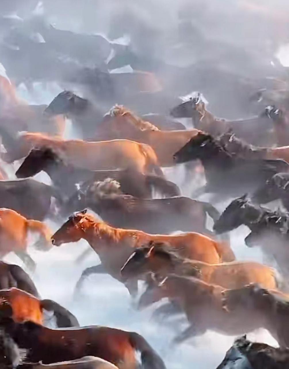 万马奔腾太壮观了 #搞笑趣味图