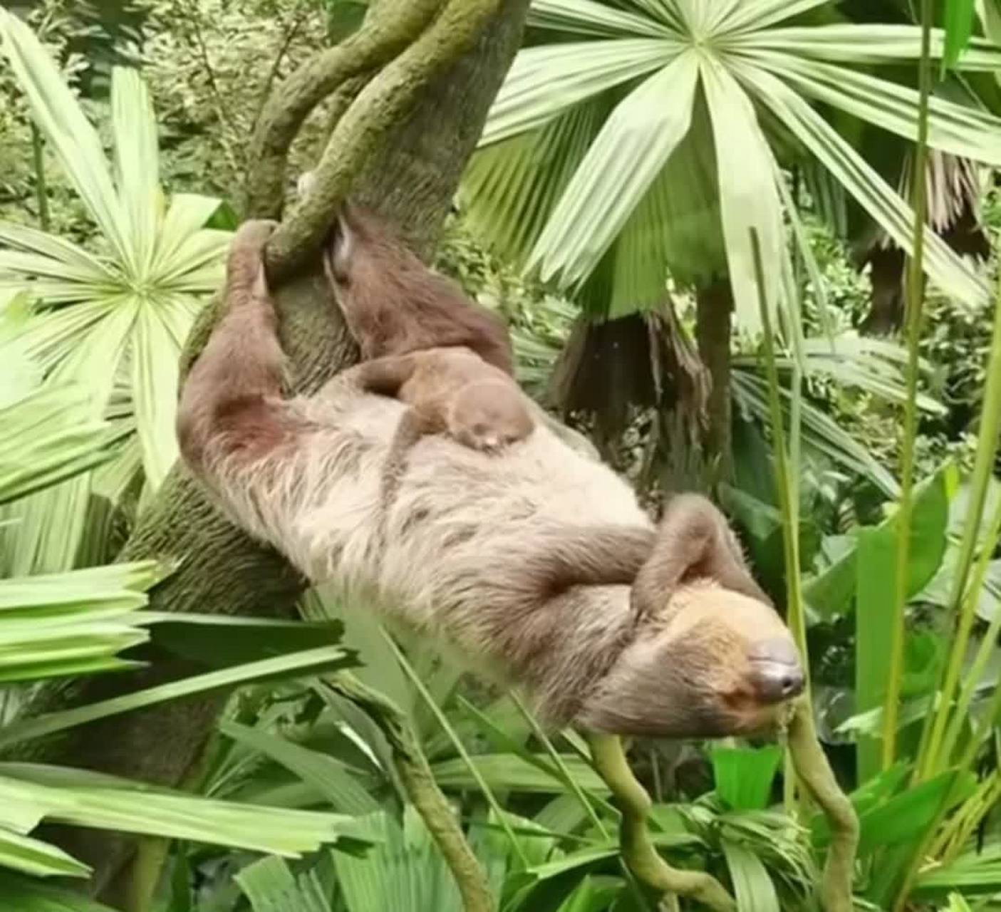 树懒抱着宝宝睡觉太可爱了![大笑][大笑]#搞笑