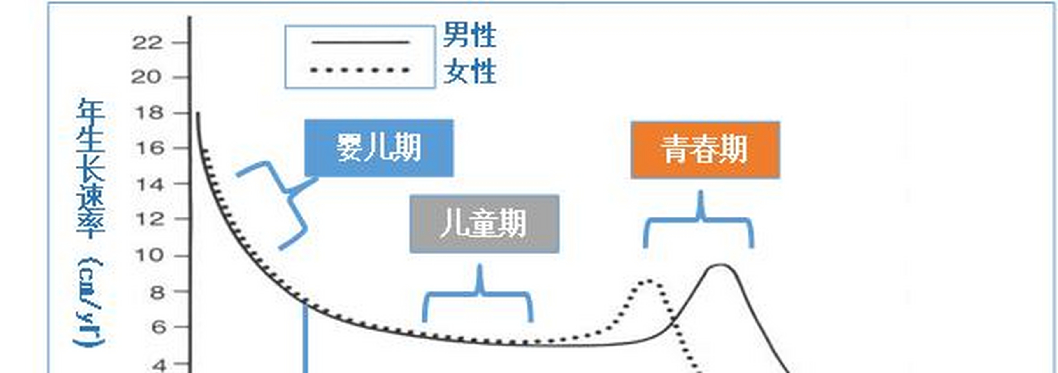 生长激素轴图片