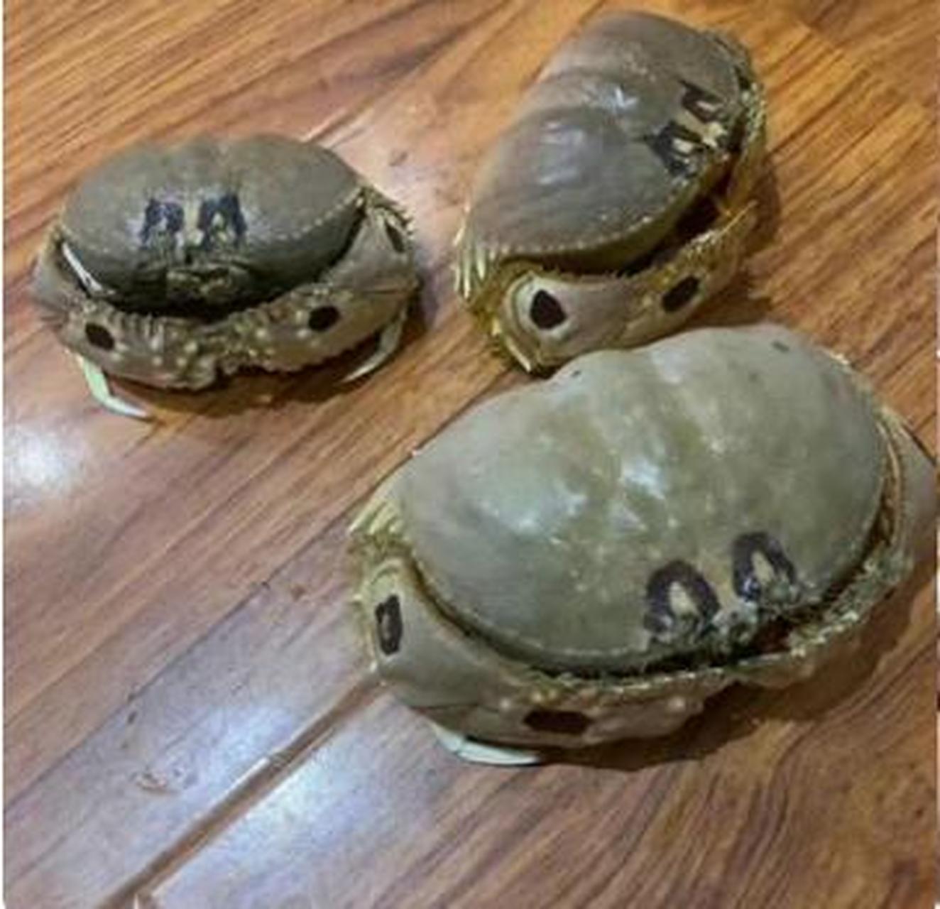 这个螃蟹长得看着就像有毒,到底可不可以吃?