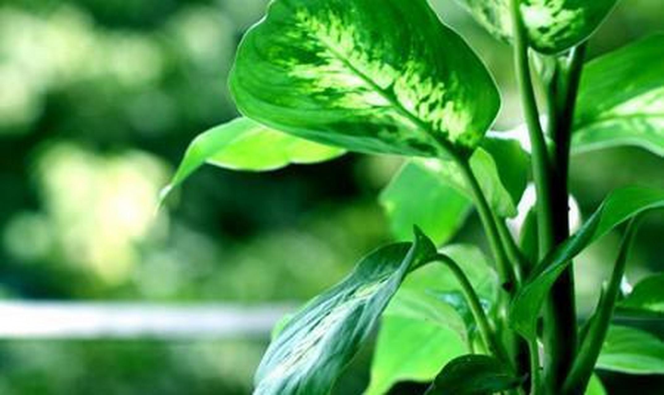 给万年青修剪[星星]教你几个小技巧[星星]长得又壮又好看方法:修剪