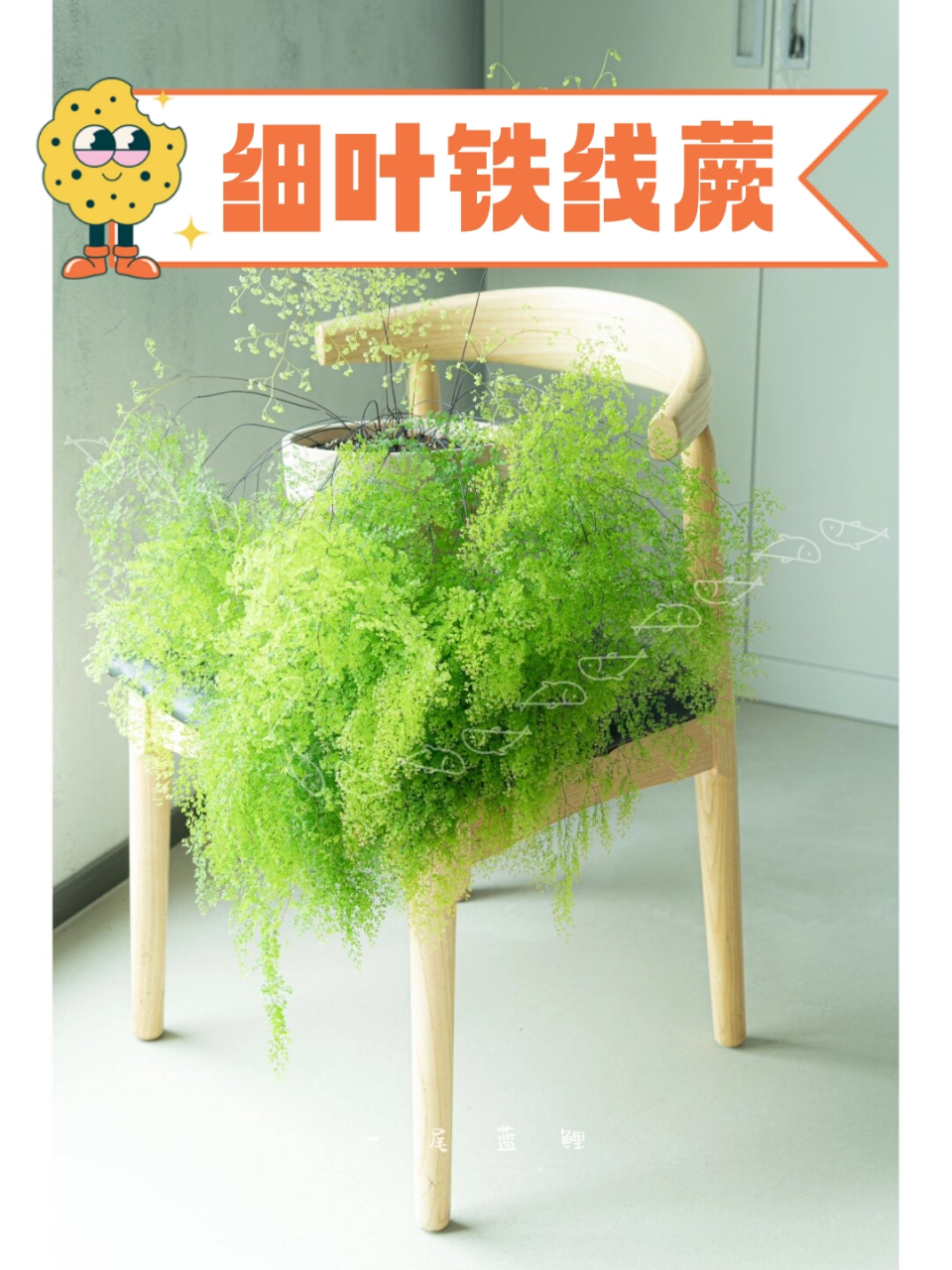 细叶铁线蕨  铁线蕨不容易养死,但很容易养残