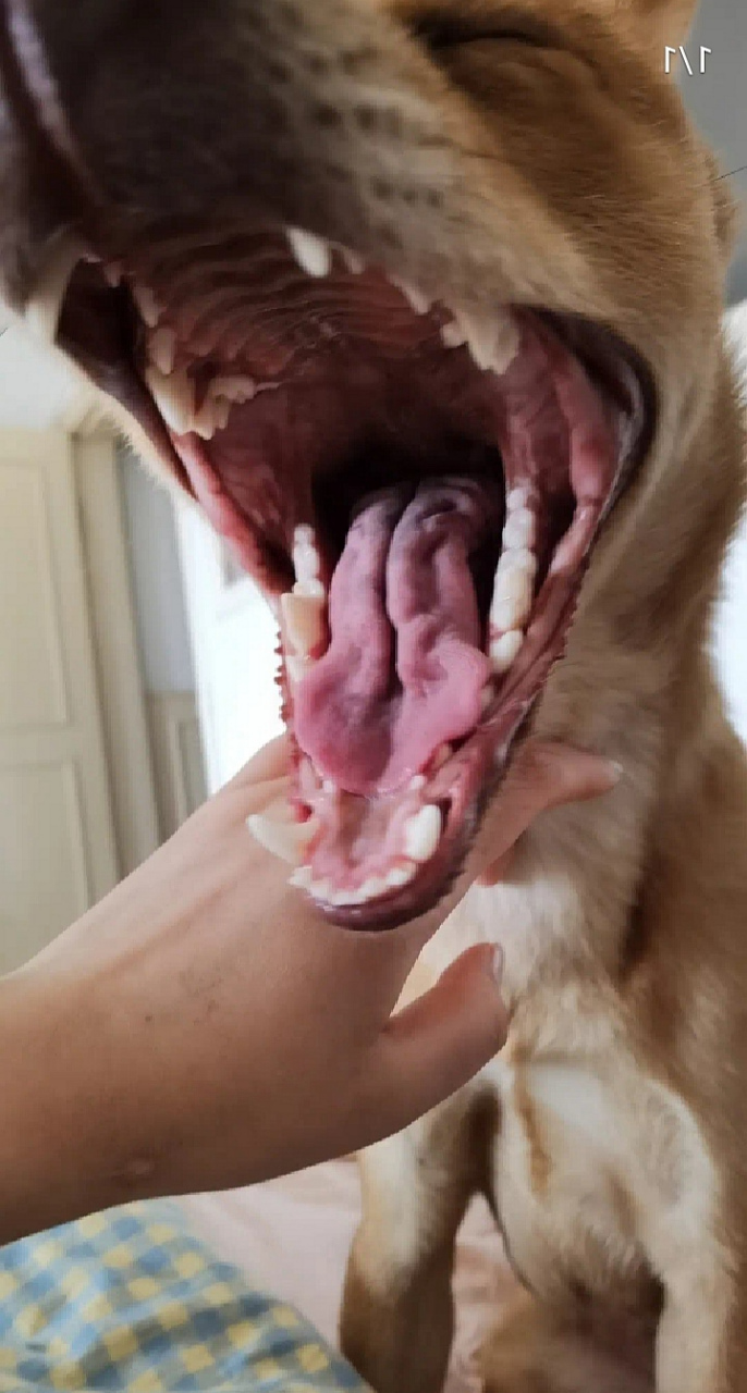 我家狗有口臭,熏死我了,这可怎么办?[额]