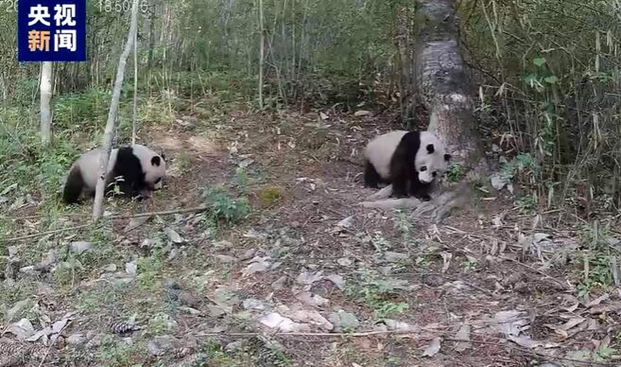 陕西长青国家级自然保护区红外相机拍到秦岭大熊猫"遛娃"的高清影像