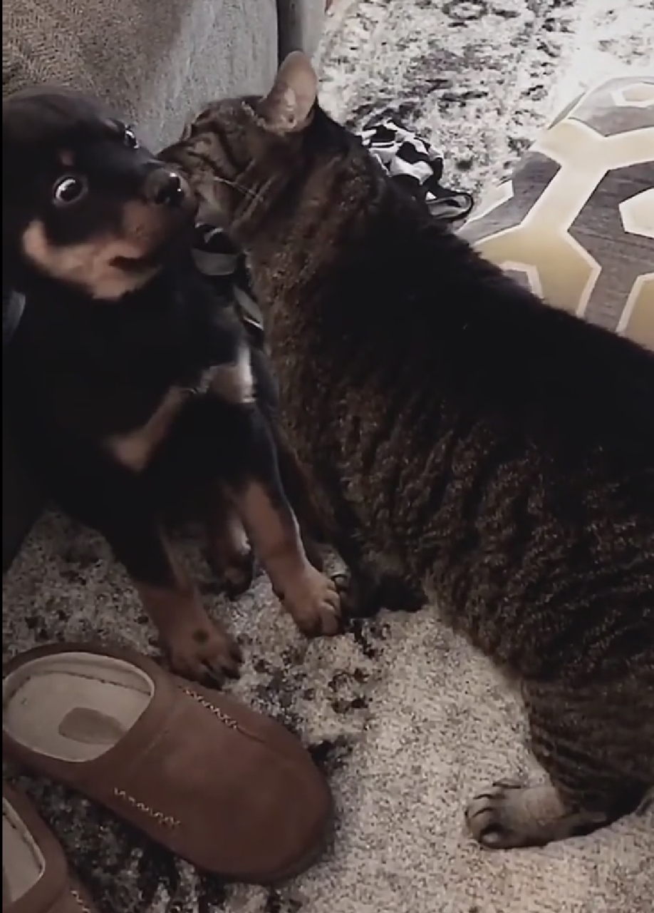 网友:猫这是说了啥让这小狗目瞪狗呆的