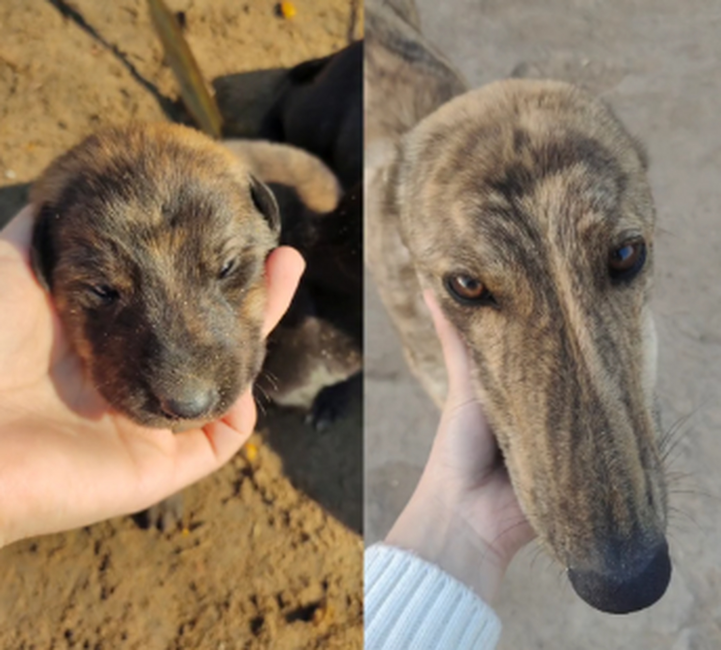 小狗狗长大了,变成真正的细狗了.