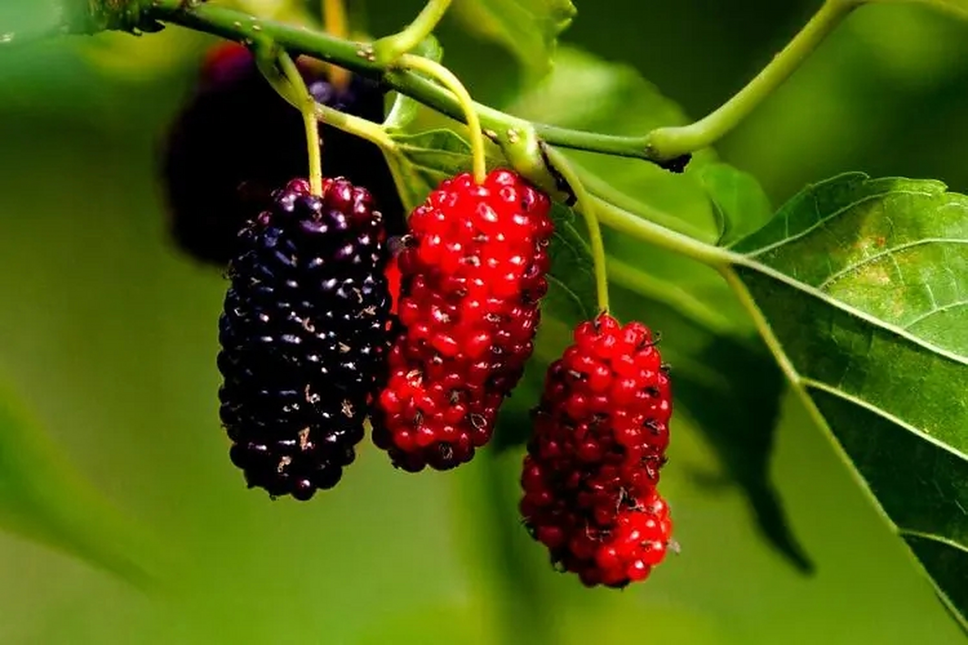 桑葚为桑树的果实,是一种非常美味的水果.