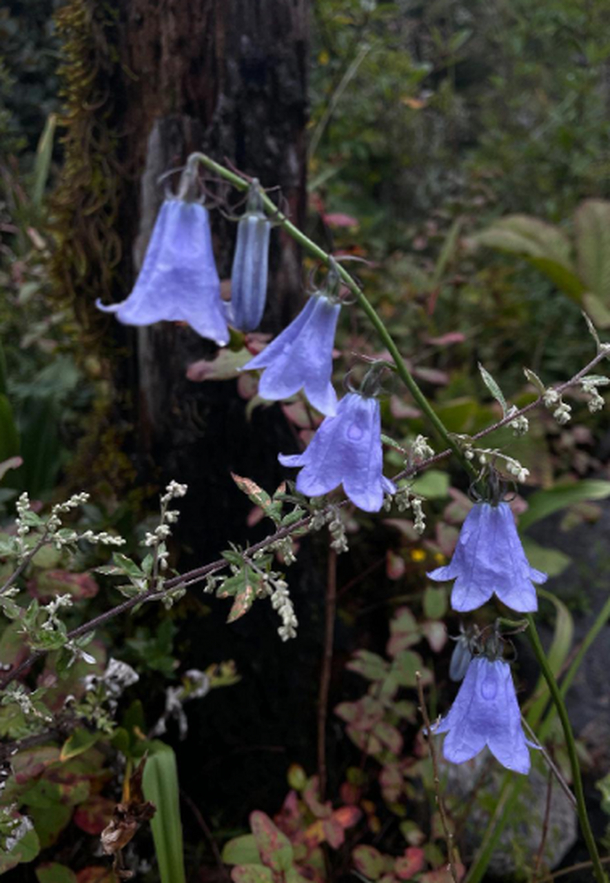 雨后透明紫铃兰
