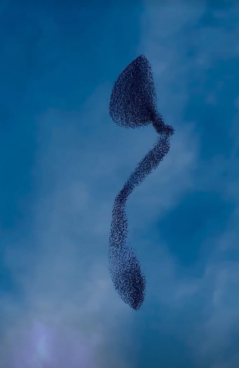 天上飞的那个东西是什么? 有人知道吗?