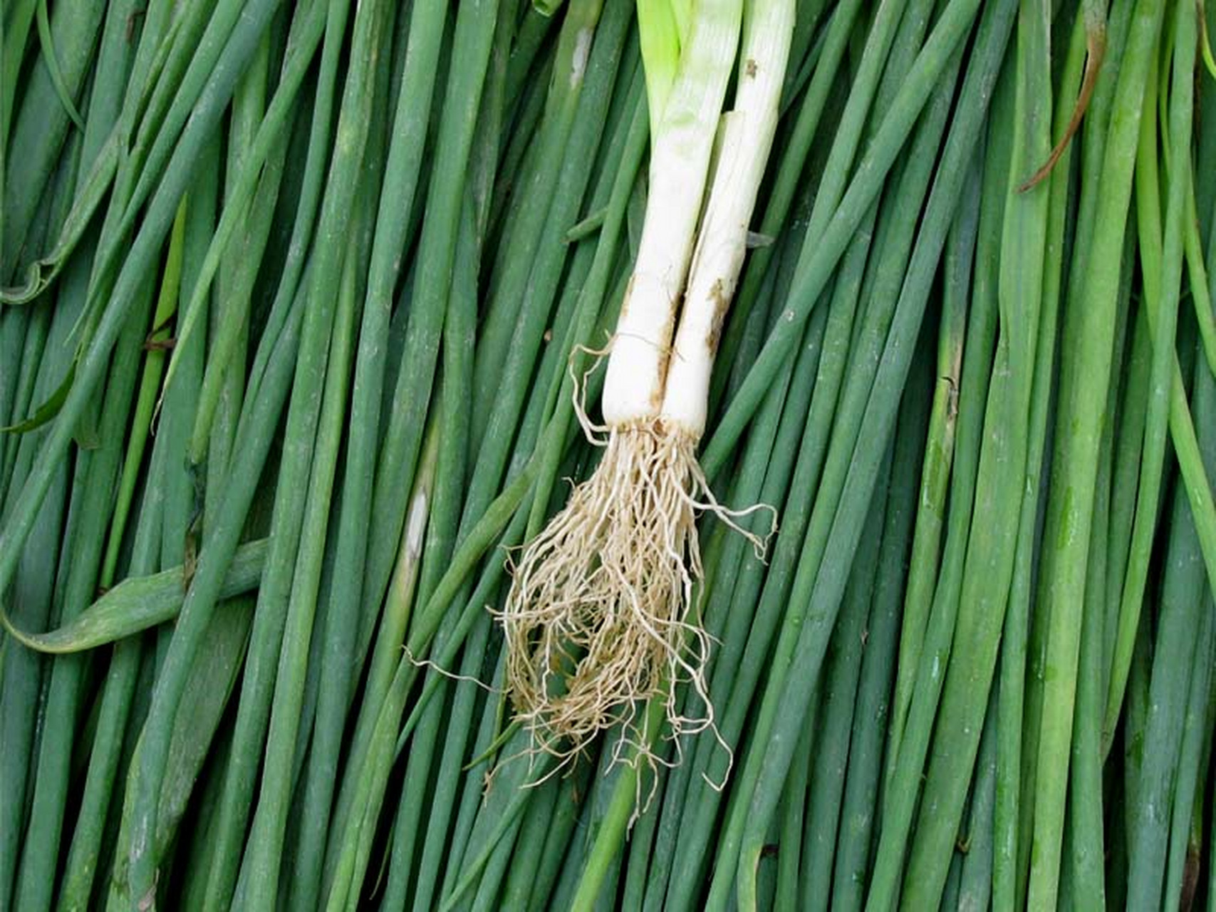 葱须加红糖连服30天,六毫米的结节慢慢消散