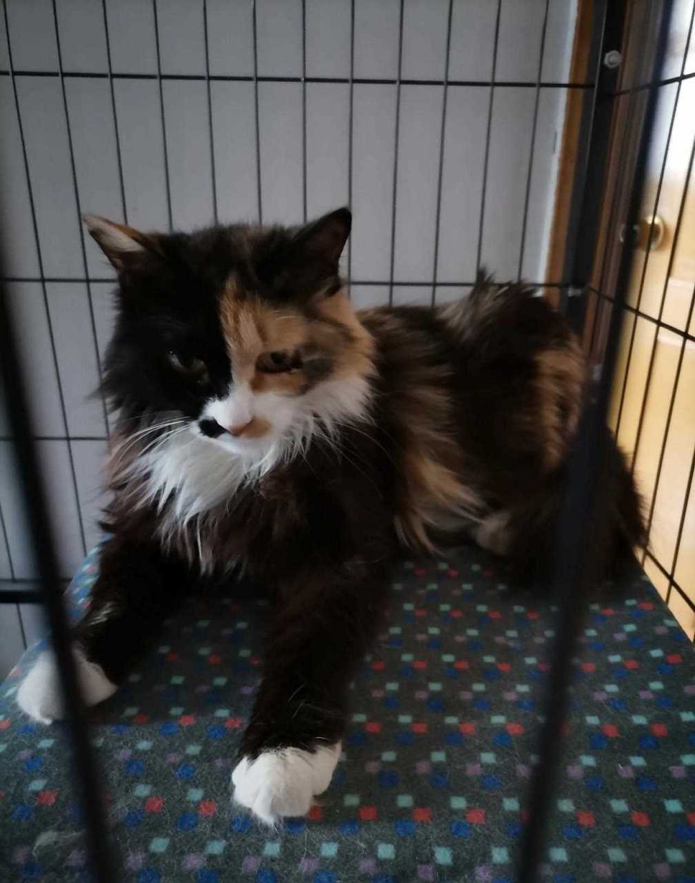 到家第一天就试图给原住民小黑立规矩,可惜失败了,现在妙妙见到小黑就