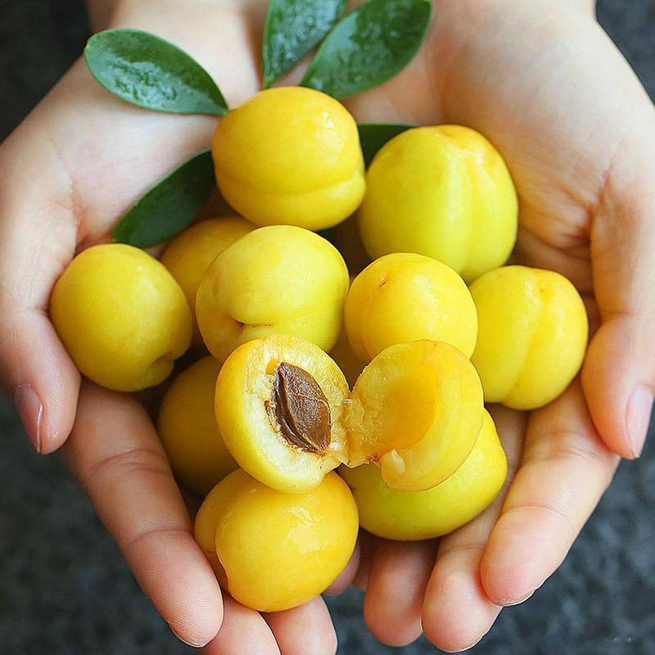 10发货】新疆轮台小白杏甜美多汁上市仅15天』价格:3斤家庭装￥98;3.