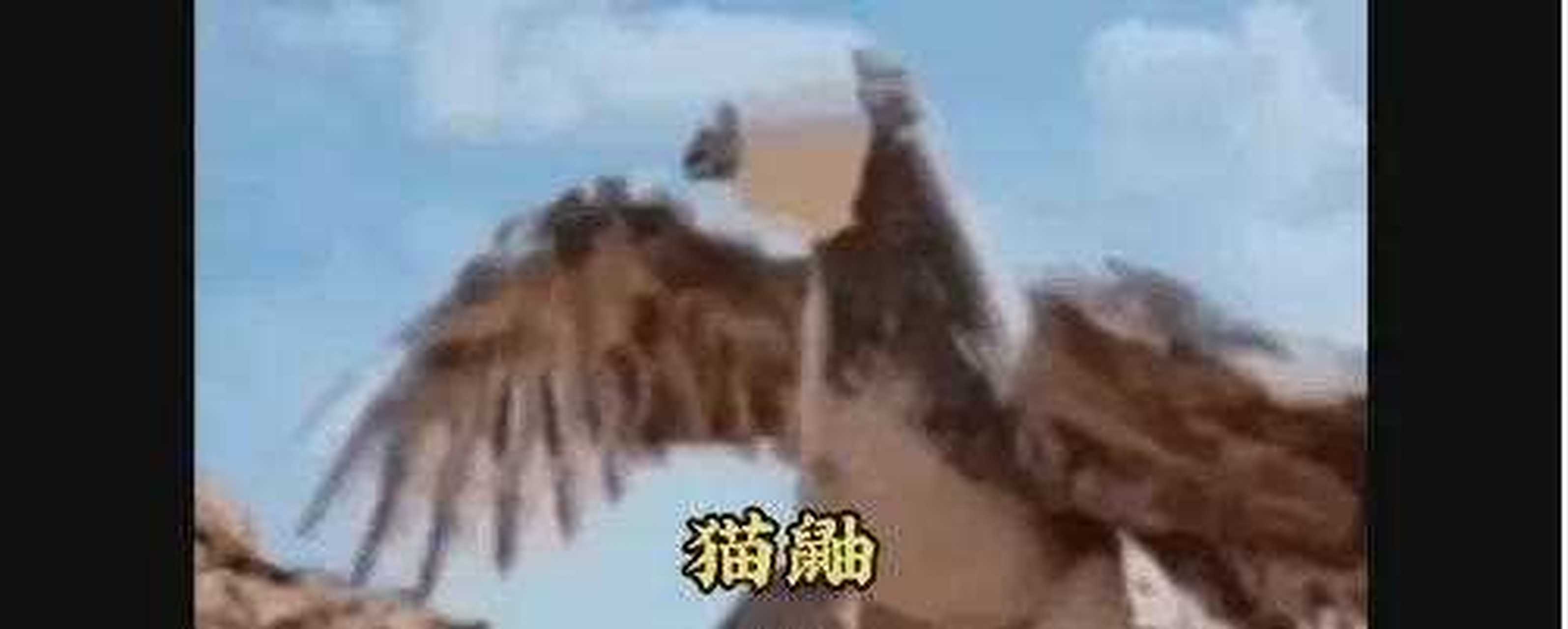 搞笑!猫鼬vs老鹰.