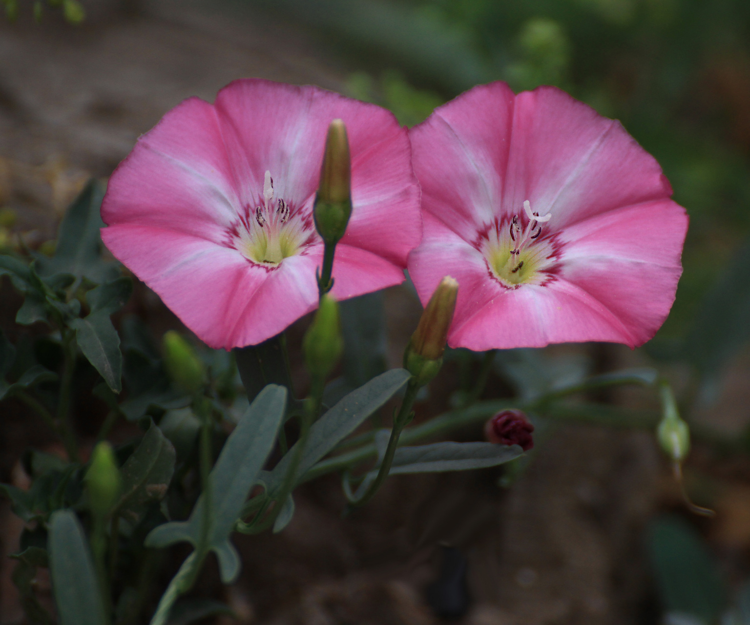 花形很像喇叭花的田旋花与打碗花
