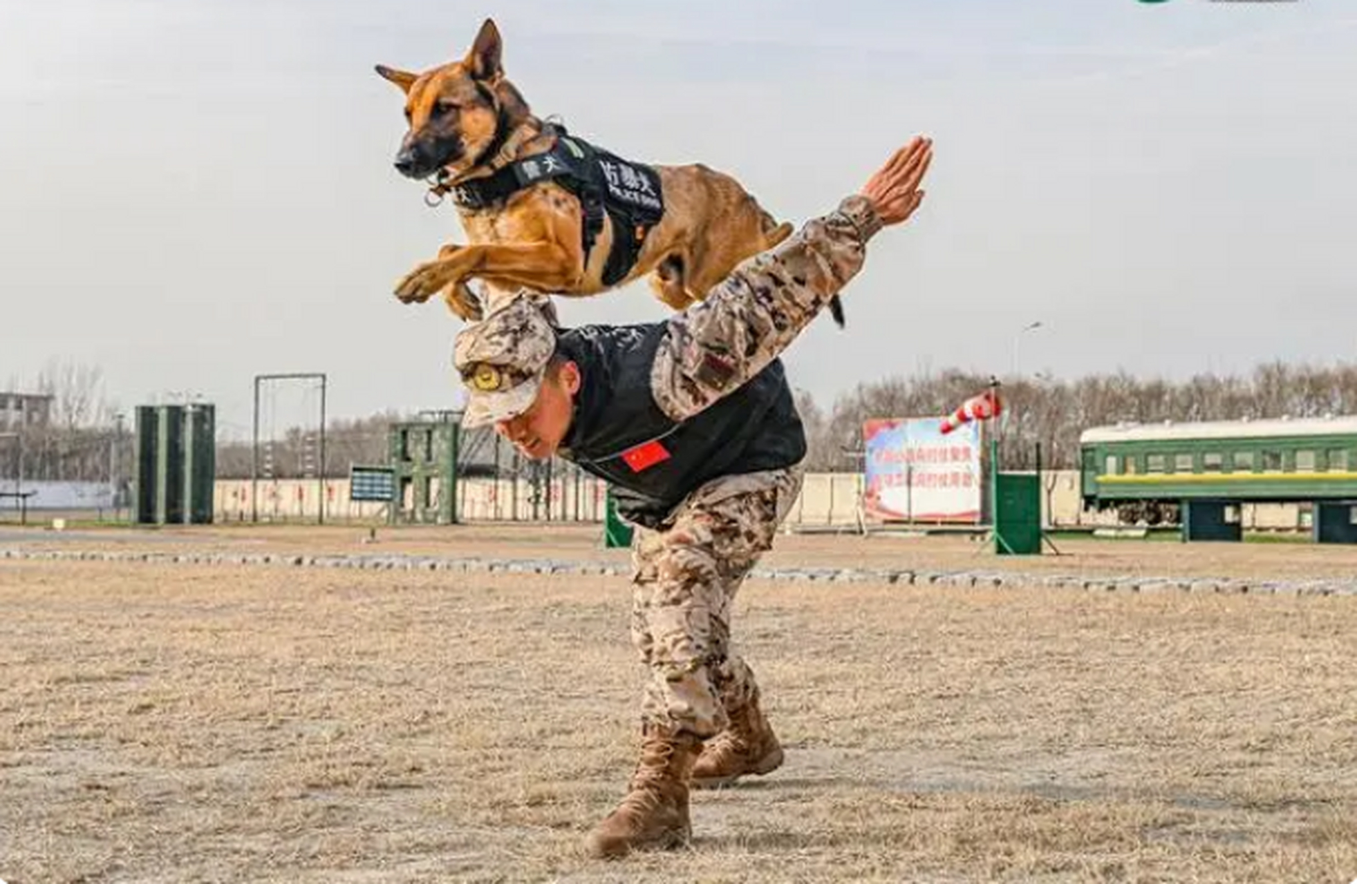 近日,武警天津总队机动支队紧盯实战化训练要求,组织警犬开展战术越障