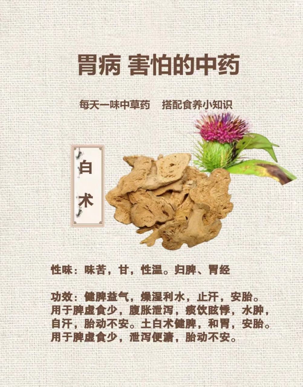 白术的功效与作用效果图片