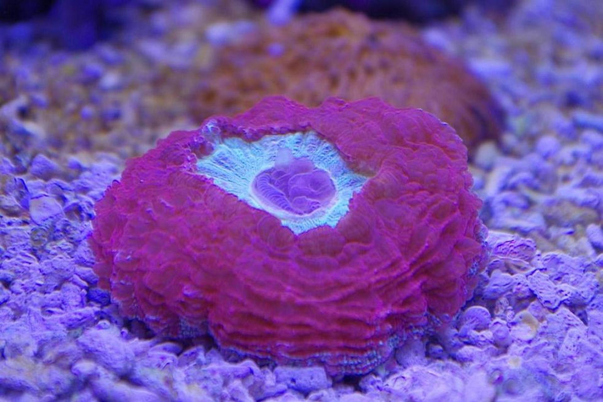 大花脑珊瑚:颜色丰富多彩,具有灰绿色,红棕色,淡蓝色等色泽,外表似