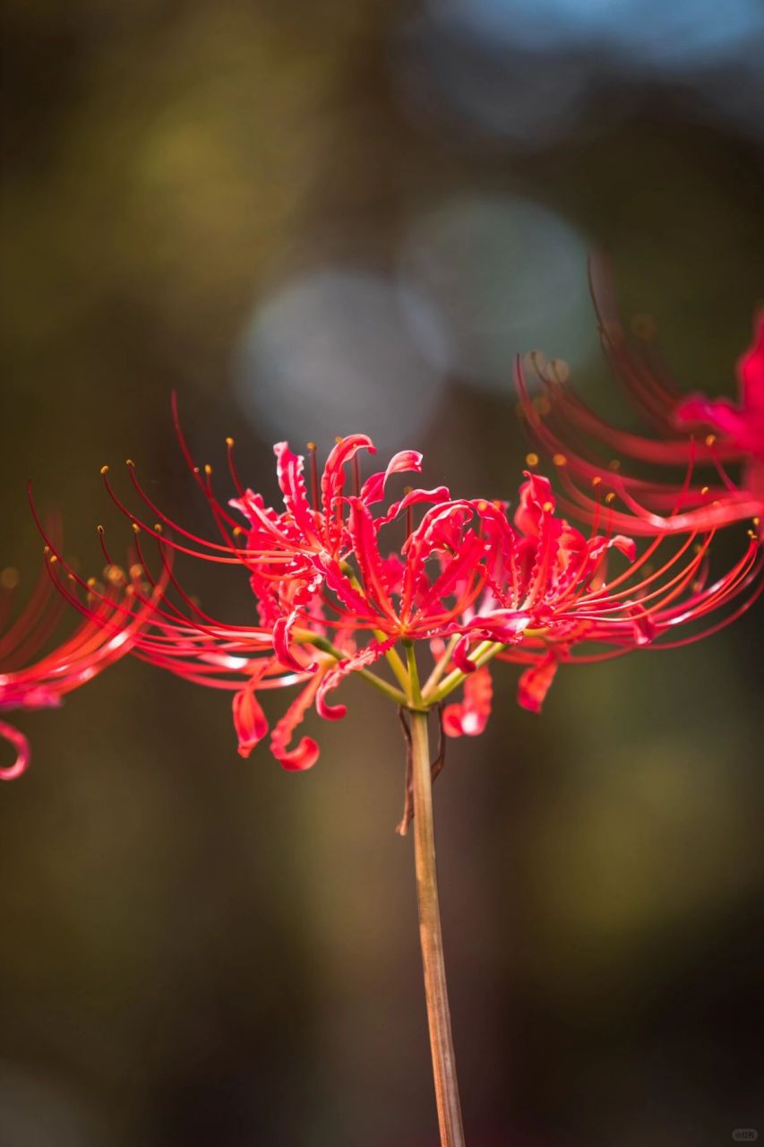 浐灞国家湿地公园的彼岸花海7515真的很难找啊谁懂!