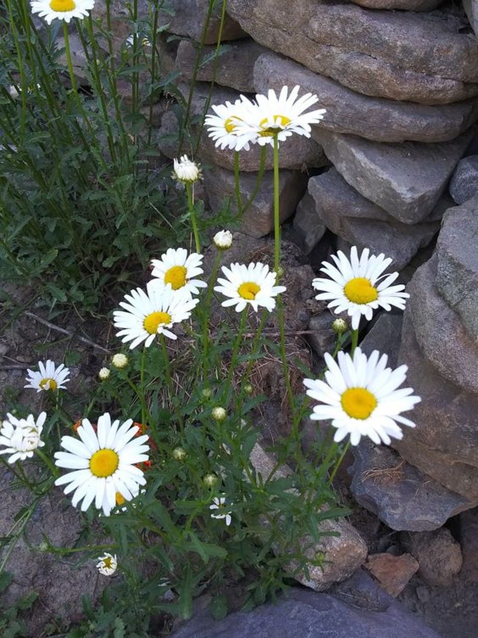 路边的野菊花,在不起眼中盛放