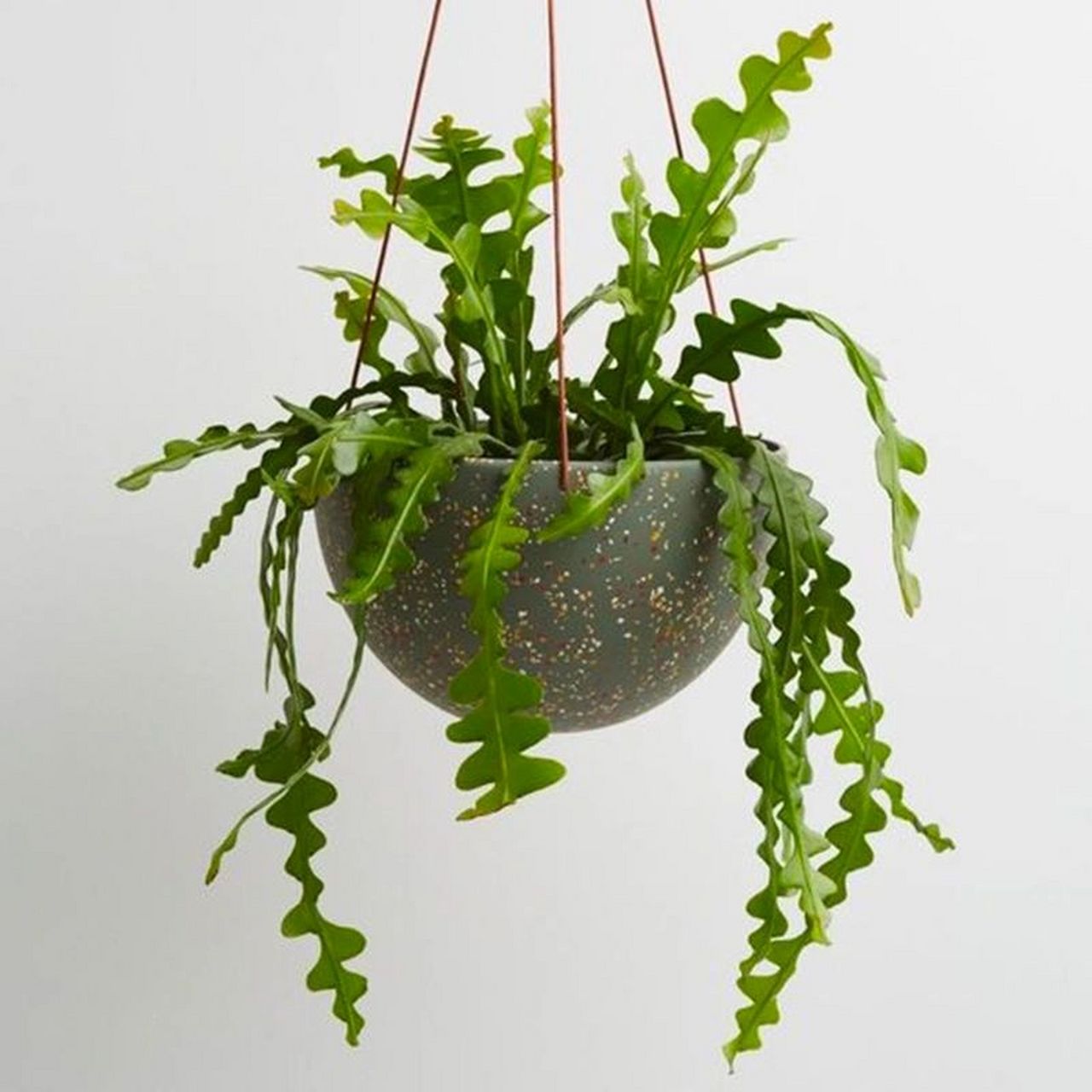 每天认识一种绿植:鱼骨令箭 91名称:鱼骨令箭 00别名:鱼骨昙花,角