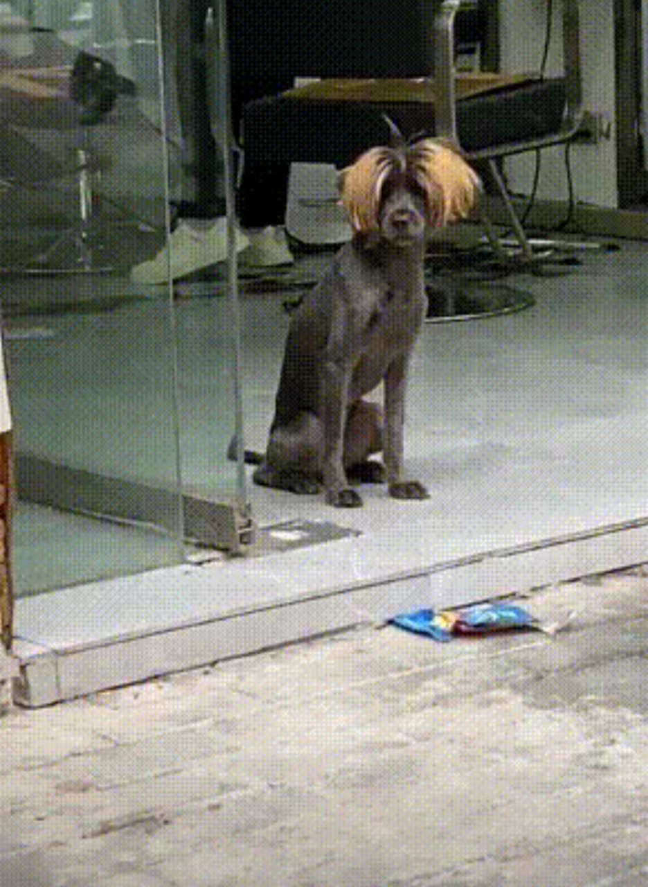 理发店小哥养的狗就是潮流