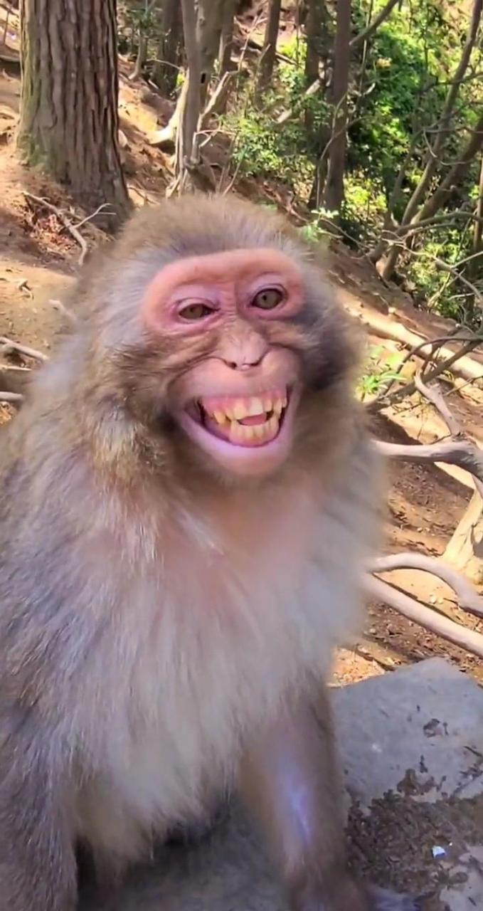 网友:喝了劲酒的猴子,笑得真丑啊!