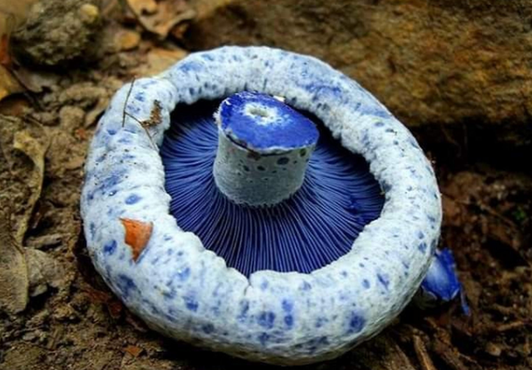 这种漂亮的蓝色蘑菇叫做蓝绿乳菇(学名lactarius indigo),又名靛蓝乳