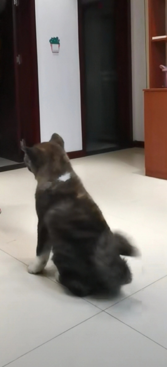 河南安阳林州虎斑秋田  大家好,我是虎斑秋田犬tiger的家人.