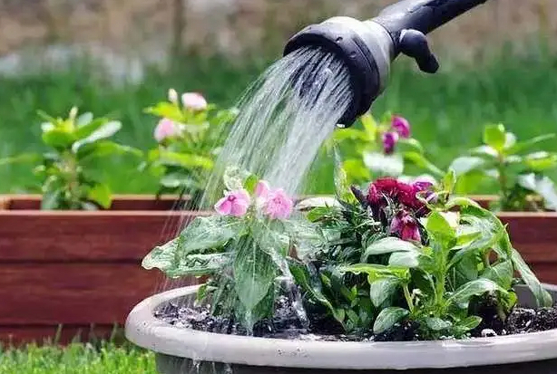 以下是一些关于给花草浇水的建议: 1.