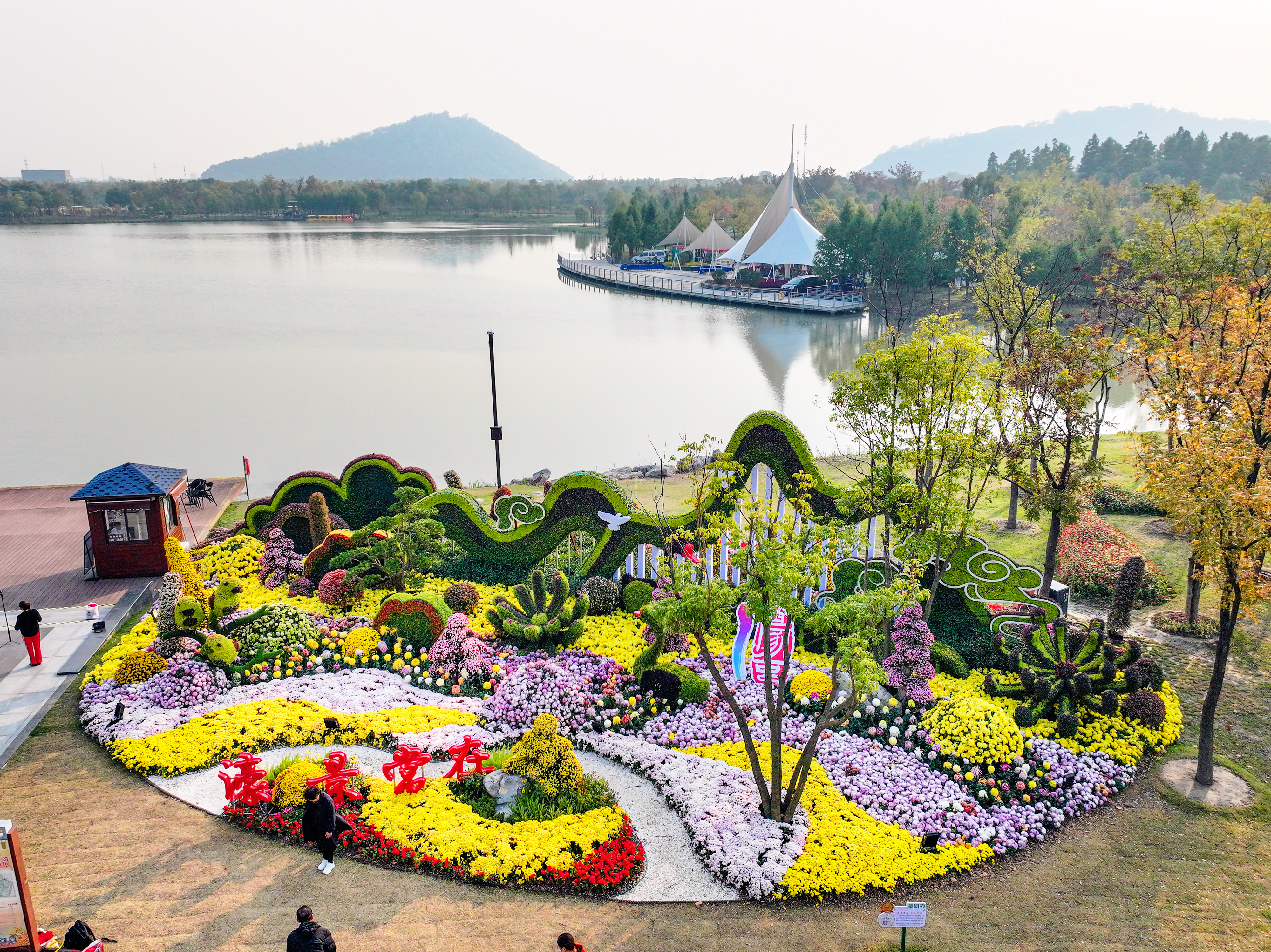 深秋来南通的小伙伴有福利了,第33届南通菊花展在南通植物园盛大开幕