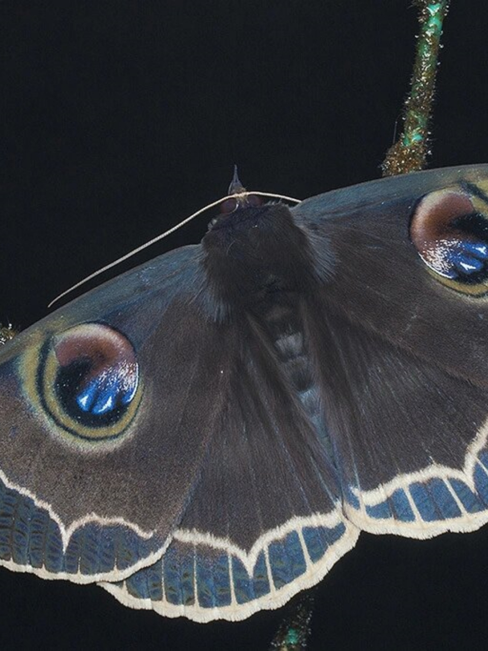 暗夜之眼 玉边魔目夜蛾  这位玉边魔目大蚕蛾,无疑是蛾界中的颜值翘楚