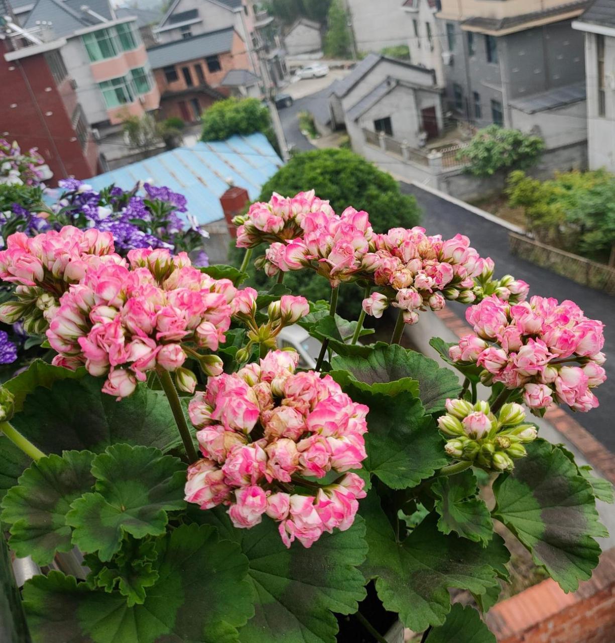 天竺葵"丹尼斯碗",十分优秀的阳台,窗台盆栽花卉,植株不高,只有30~40