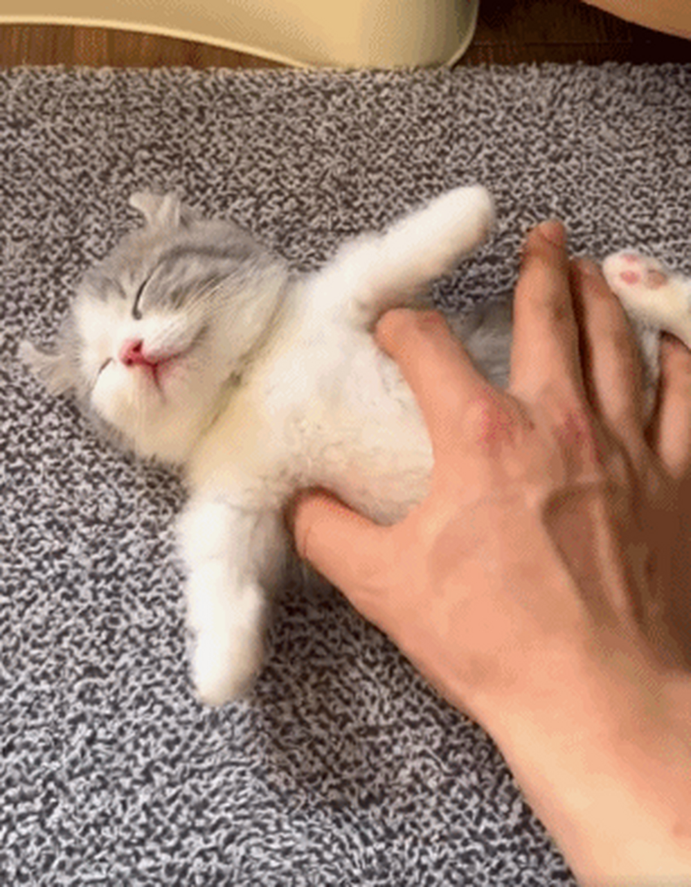 主人挠小奶猫的胳肢窝,它这是被挠痒了吗,小手飞个不停[笑哭] 猫咪也