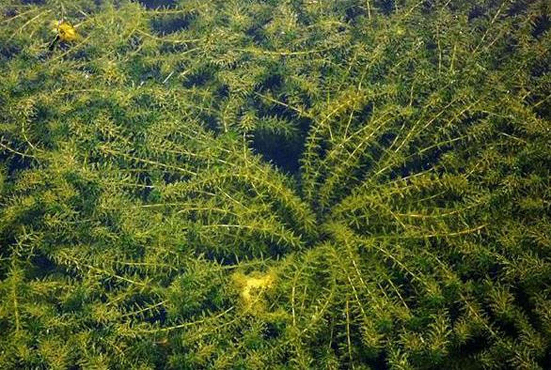 哪些沉水植物可以净化水质?